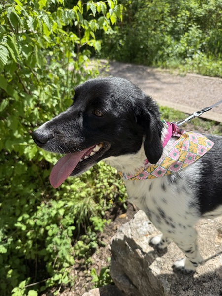 Entry image for Zoey. Clicking this image will show a larger photo