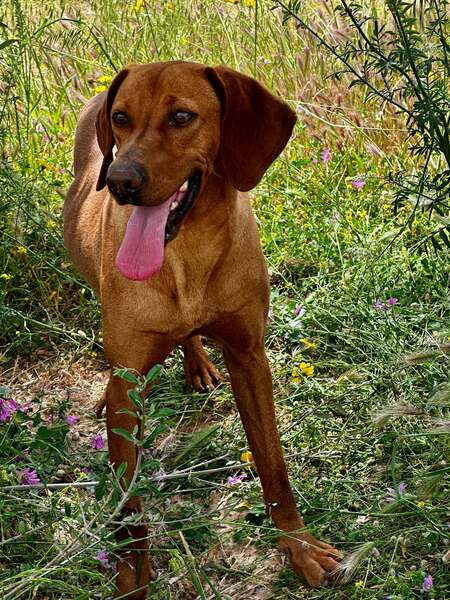 Entry image for Ruby. Clicking this image will show a larger photo