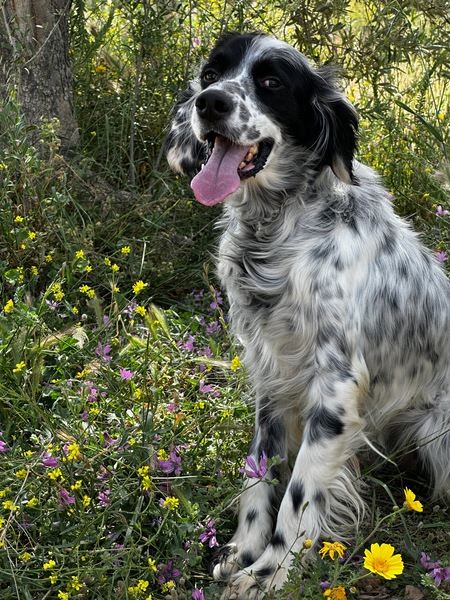 Entry image for Rory . Clicking this image will show a larger photo