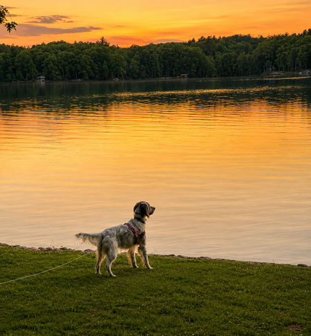 Entry image for Melody. Clicking this image will show a larger photo