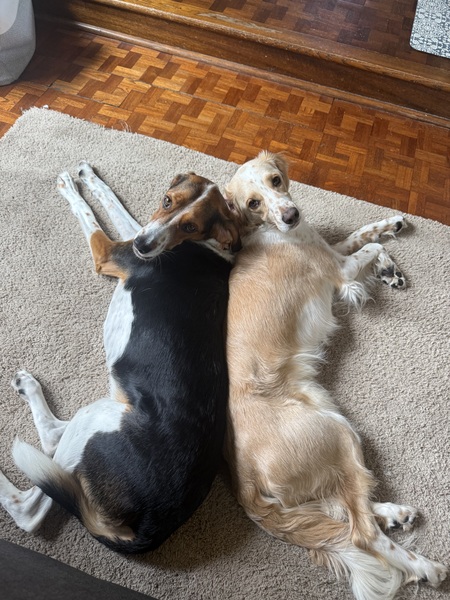 Entry image for Talia and Rufus. Clicking this image will show a larger photo
