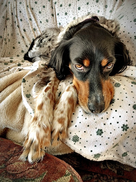 Entry image for Olive ... "Ollie". Clicking this image will show a larger photo