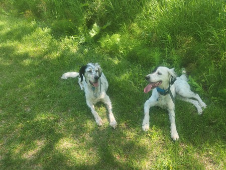 Entry image for Antony and Biscuit. Clicking this image will show a larger photo