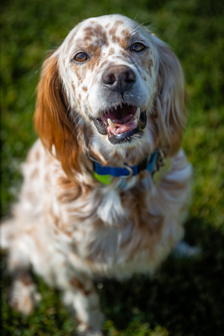 Entry image for Casper . Clicking this image will show a larger photo