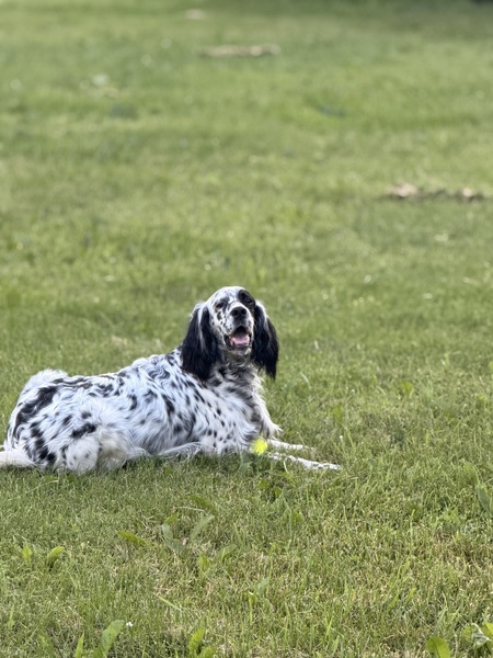 Entry image for Bennet(formerly Oscar). Clicking this image will show a larger photo