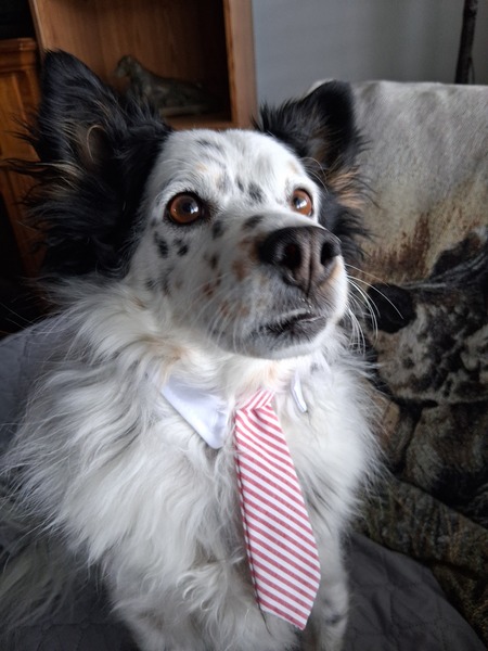 Entry image for Benjie . Clicking this image will show a larger photo