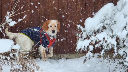 Entry image for Holly. Clicking this image will show a larger photo