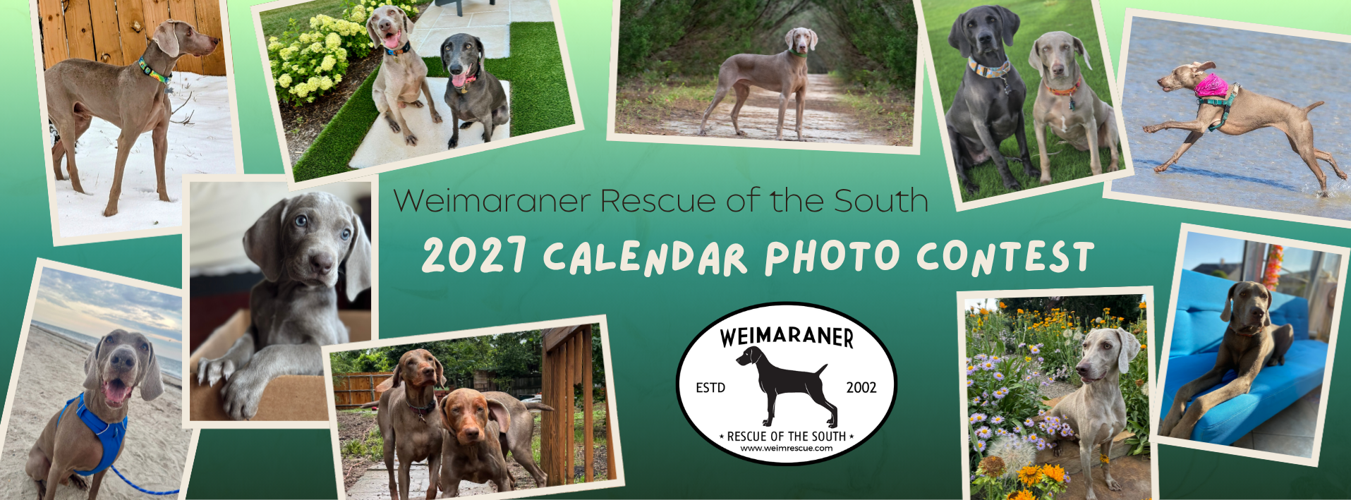 Banner for Weimaraner Rescue of the South’s 2027 Calendar Contest