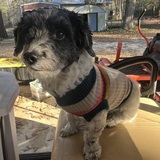 Entry image for Lil Man