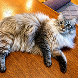 Entry image for Baby Kitty