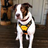 Entry image for Cooper