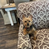 Entry image for Rocky Lou