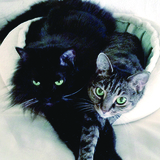 Entry image for Boo Boo & Prissy Tail
