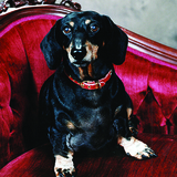 Entry image for Buddy