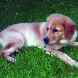 Entry image for Dusty