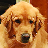 Entry image for Dusty