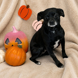 Entry image for Poppy