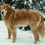 Entry image for Dusty
