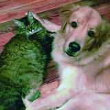 Entry image for Two Socs & Dusty