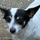 Entry image for Charlie