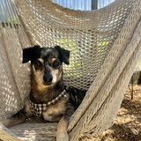 Entry image for Ringo 