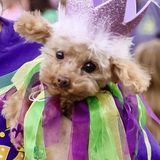 Entry image for Teddy