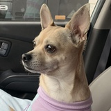 Entry image for Paris Hilton