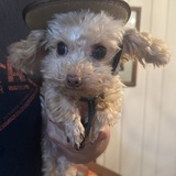 Entry image for Teddy