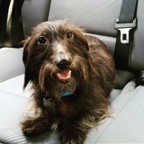 Entry image for Riley Joe