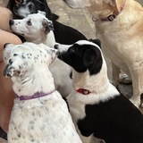 Entry image for Ellie, Dolly,Zoe, Panda, Blossom, Smokey 