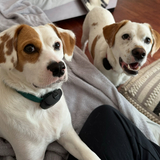 Entry image for Bodi and Bella