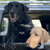 Entry image for Lulu & Pudgy