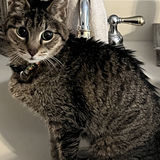 Entry image for My Kitten