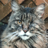 Entry image for Wink