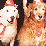 Entry image for Sugar, Bud, Rex & Bear