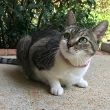 Entry image for Pitty Pat