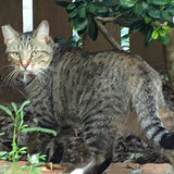 Entry image for Mittens