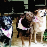 Entry image for Angel, Faith & Sandy