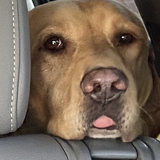 Entry image for Pudgy