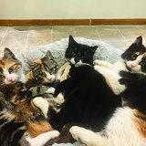 Entry image for Jane, Lily, Othello & Velcro