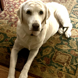 Entry image for Stella