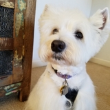 Entry image for Daisy
