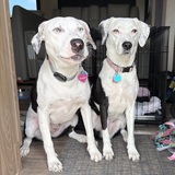 Entry image for Maggie & Mollie