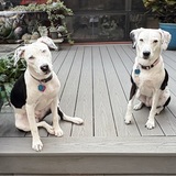 Entry image for Maggie and Mollie