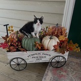 Entry image for Phoebe