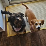 Entry image for Evie & Sydney