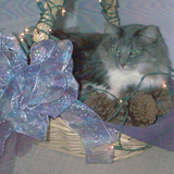 Entry image for Sebastian