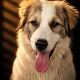 Entry image for Millie Bea
