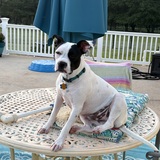 Entry image for Petey