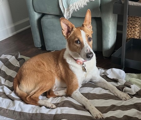 Entry image for Millie. Clicking this image will show a larger photo